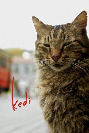 Poster - Королівство котів